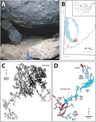 High Microbial Diversity Despite Extremely Low Biomass in a Deep Karst Aquifer